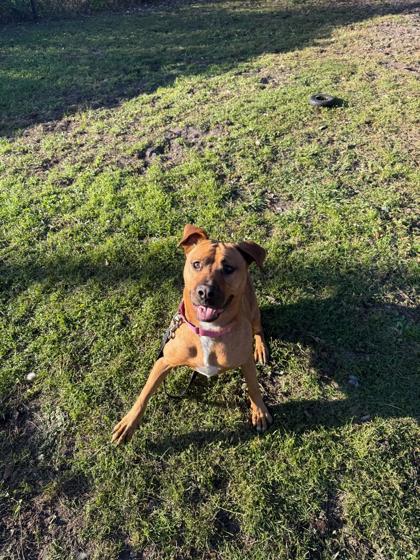 Enlarge PENNY, a Adoptable Mixed Breed in Fernandina Beach, FL image 3/3