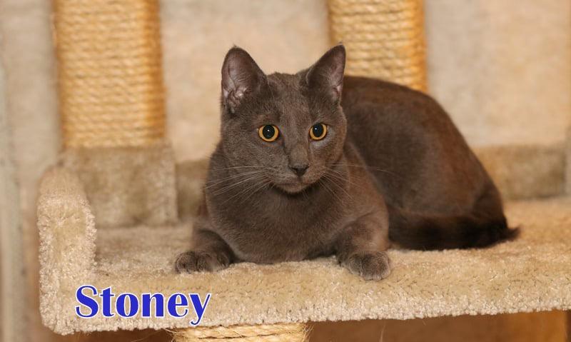 Stoney photo 4