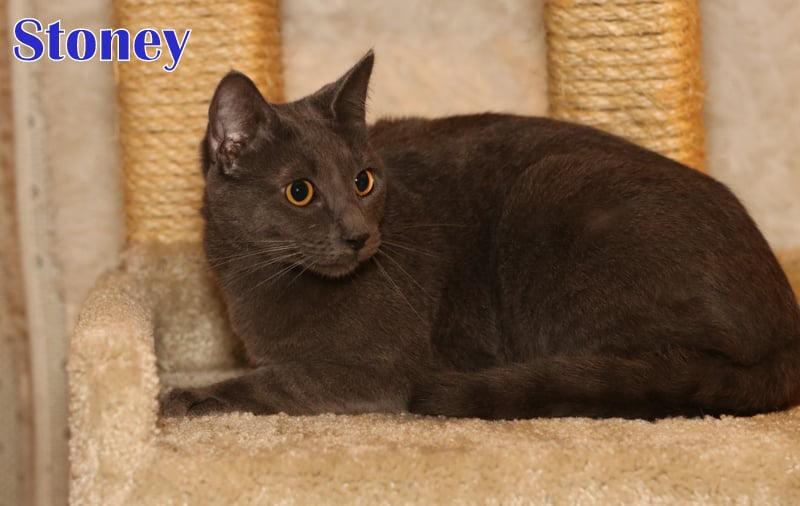 Stoney, Baby Male Russian Blue