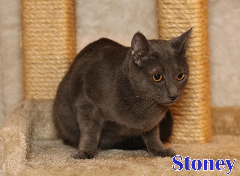 Stoney photo 6