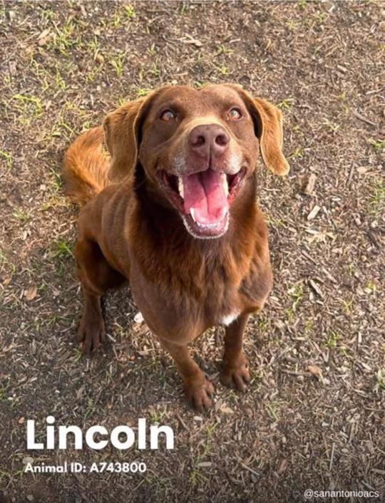 Lincoln, Adoptable, Adult Male Labrador Retriever.
