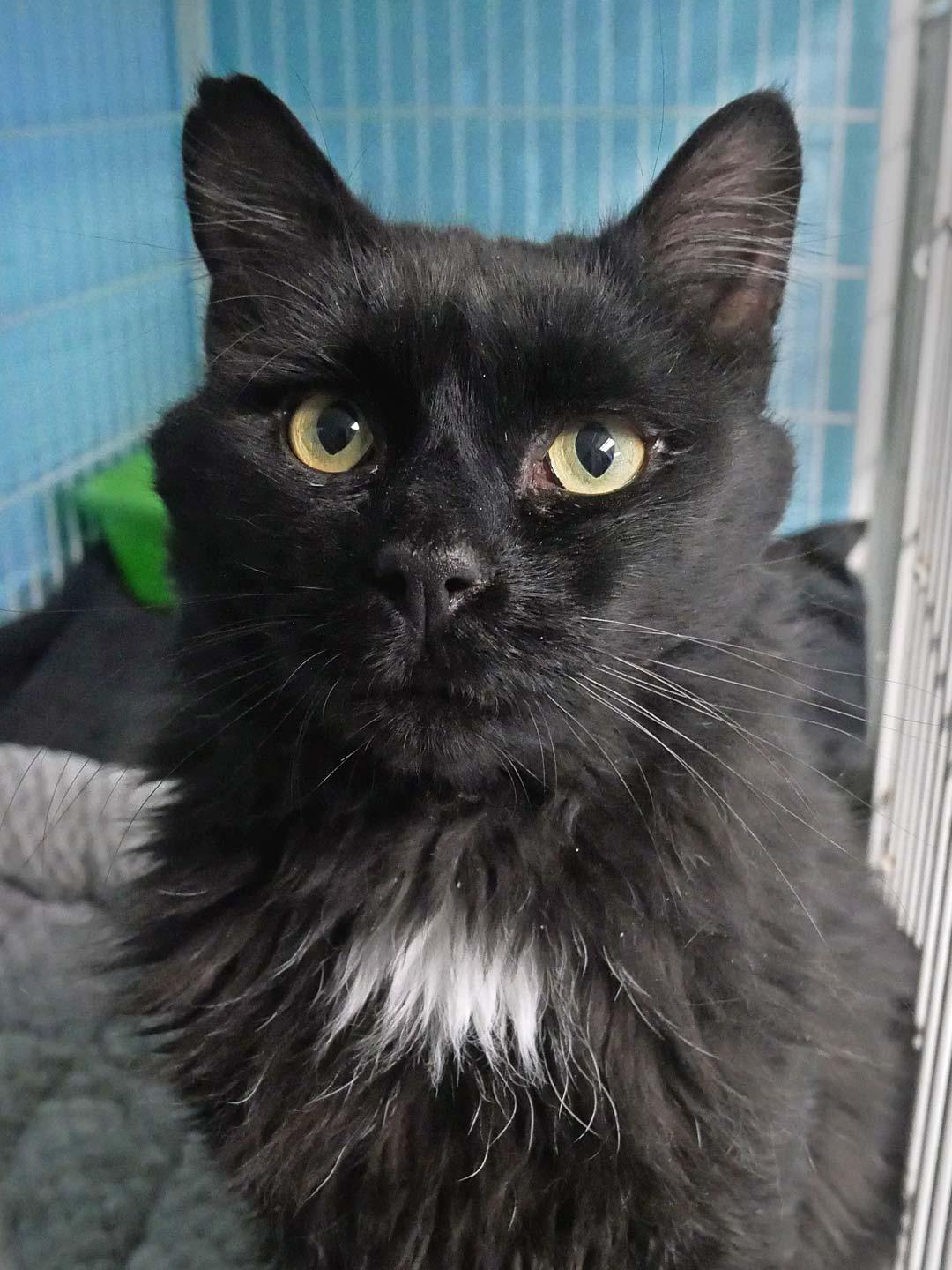 Enlarge Comet, an adopted mixed breed in Bloomingdale, NJ image 3/4