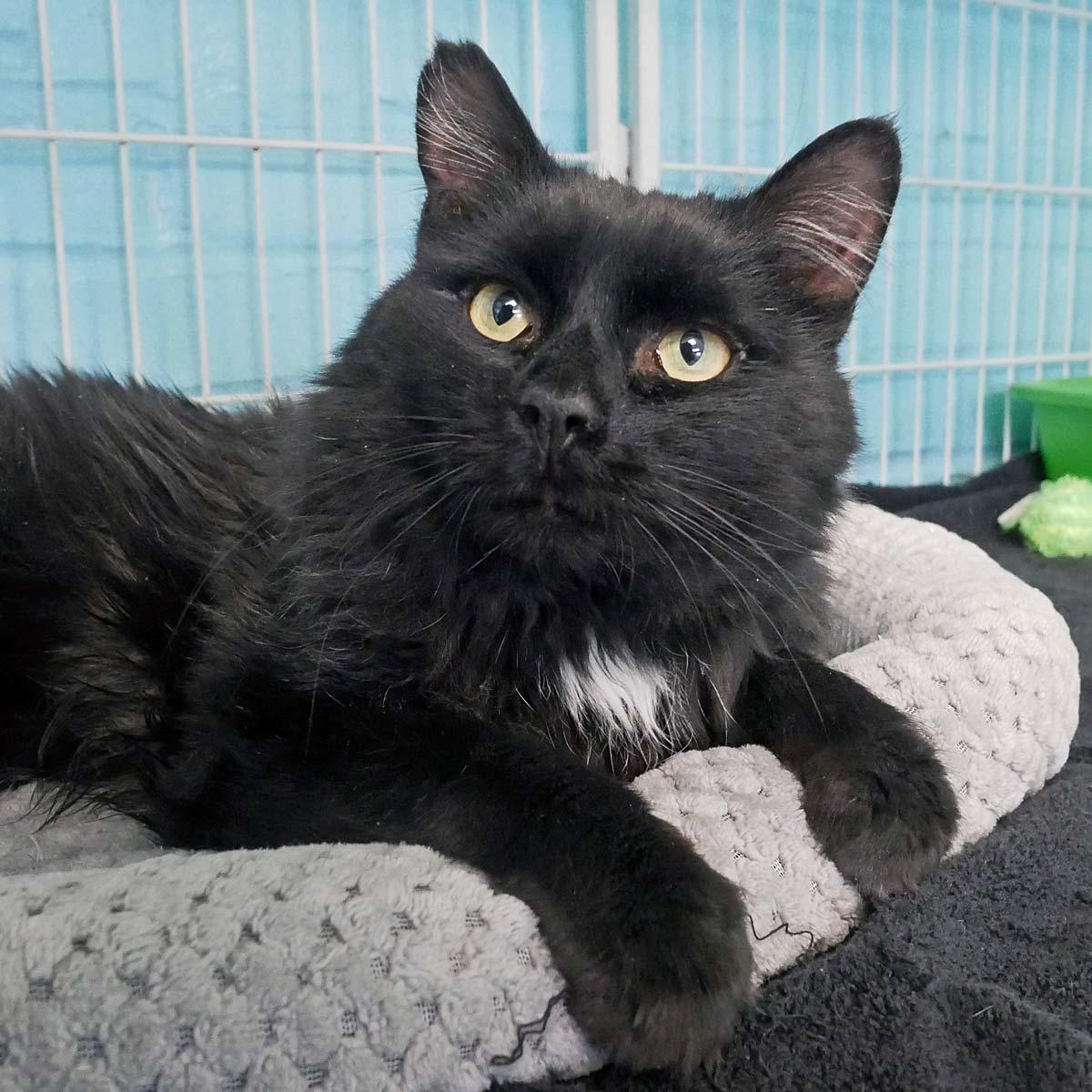 Enlarge Comet, an adopted mixed breed in Bloomingdale, NJ image 1/4