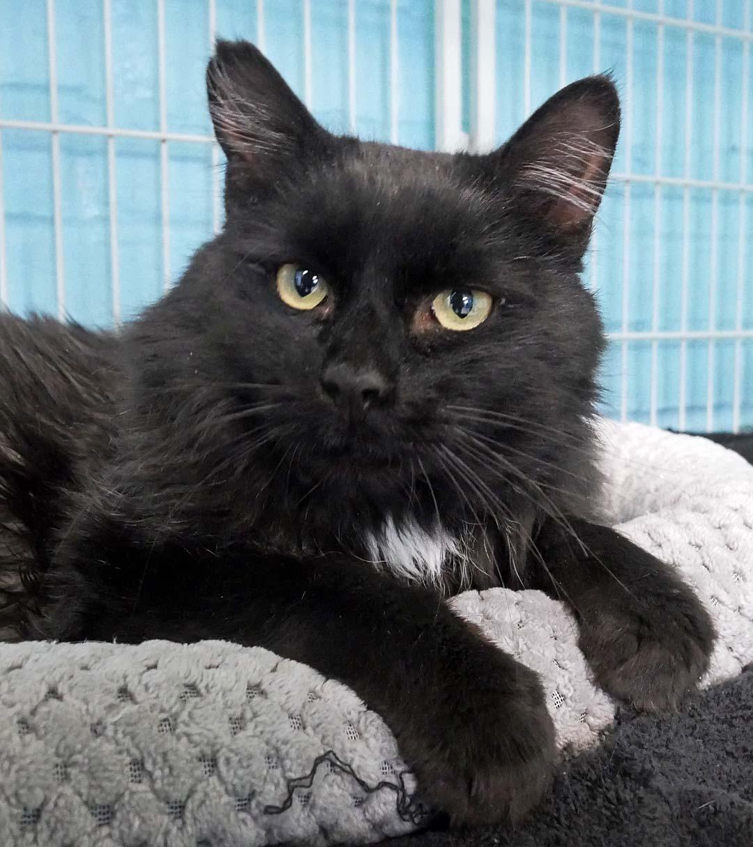 Enlarge Comet, an adopted mixed breed in Bloomingdale, NJ image 2/4