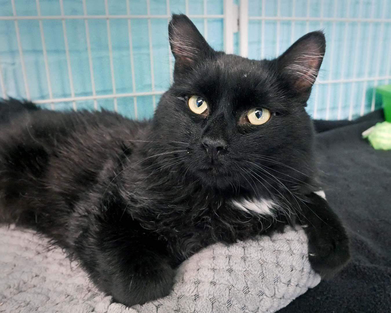 Enlarge Comet, an adopted mixed breed in Bloomingdale, NJ image 4/4