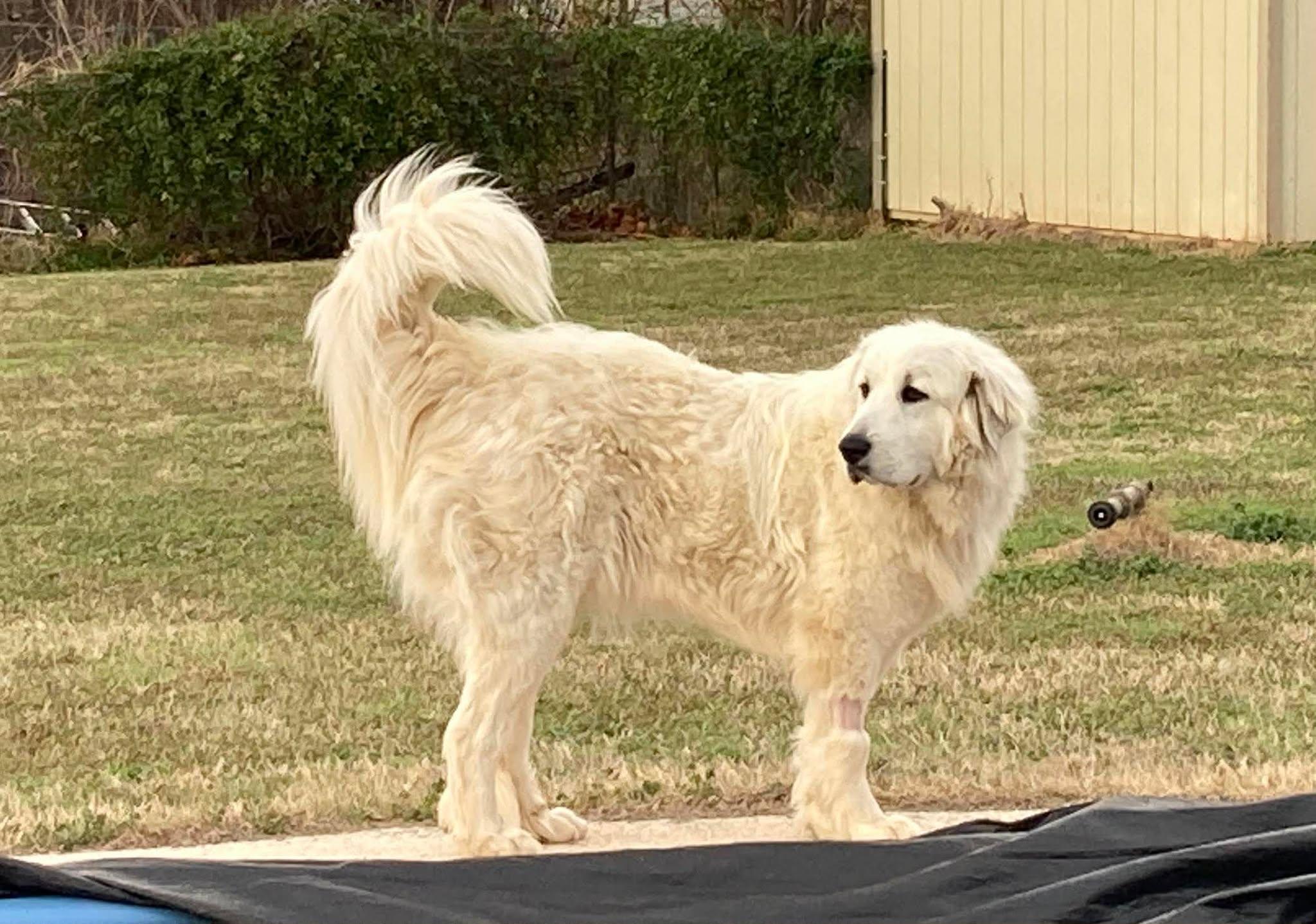 Enlarge Zadi , an adopted mixed breed in Kiowa, OK image 3/6