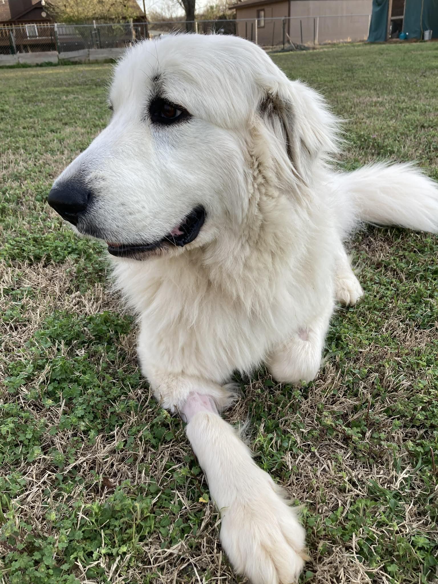 Enlarge Zadi , an adopted mixed breed in Kiowa, OK image 5/6