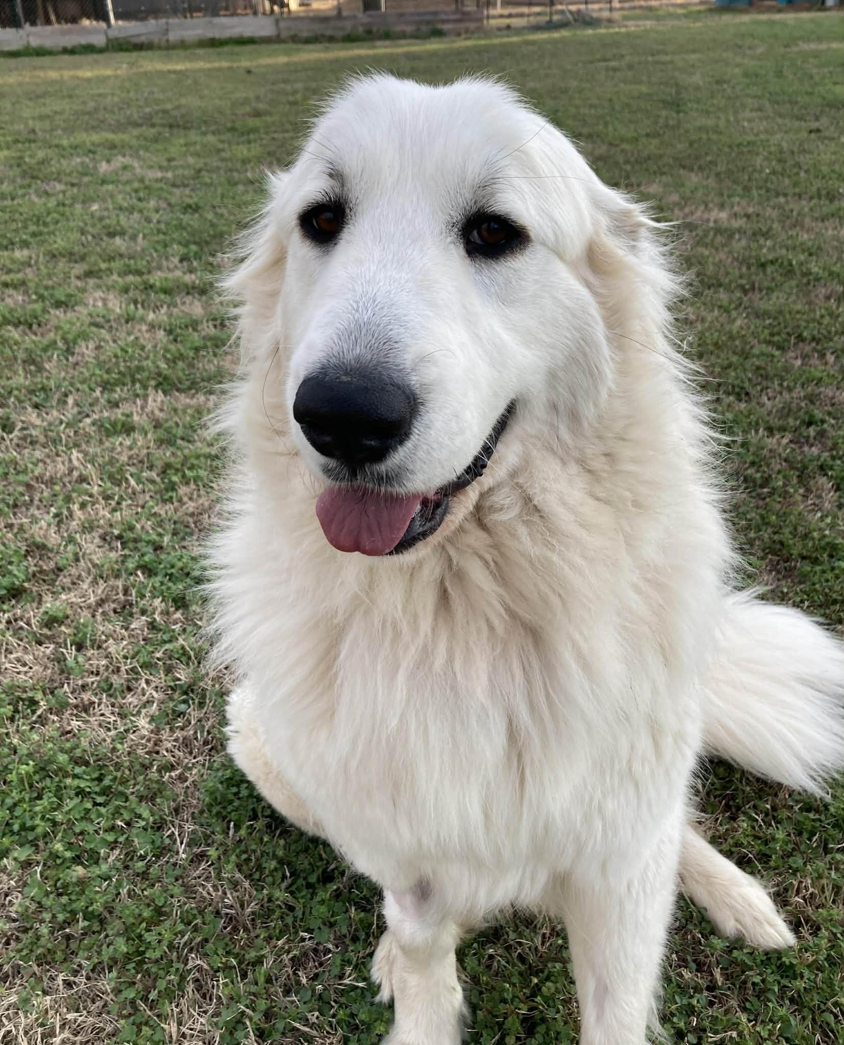 Zadi , adopted, Young Female Great Pyrenees.