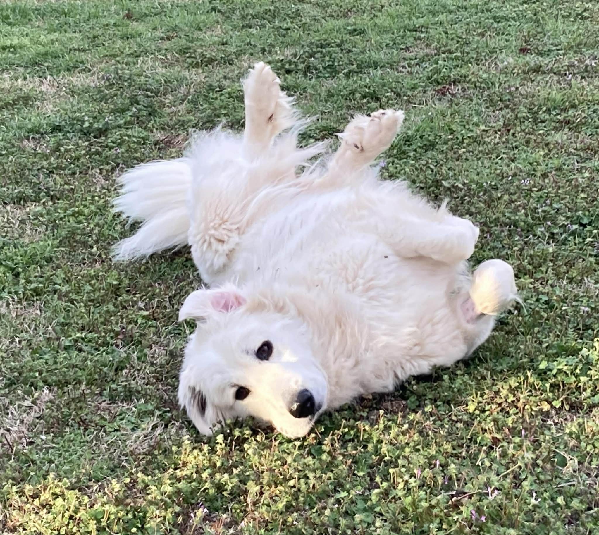 Enlarge Zadi , an adopted mixed breed in Kiowa, OK image 2/6
