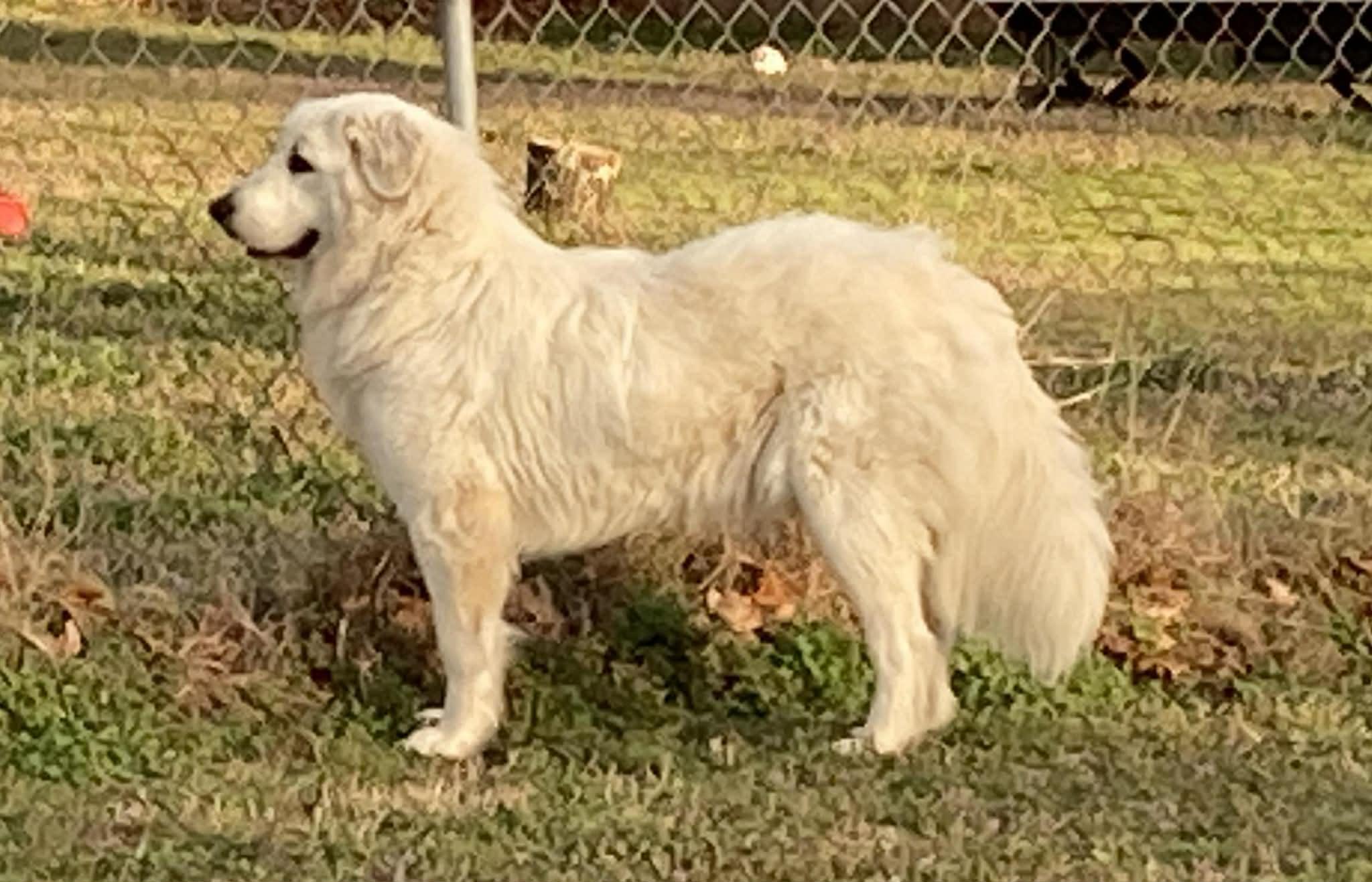 Enlarge Zadi , an adopted mixed breed in Kiowa, OK image 6/6