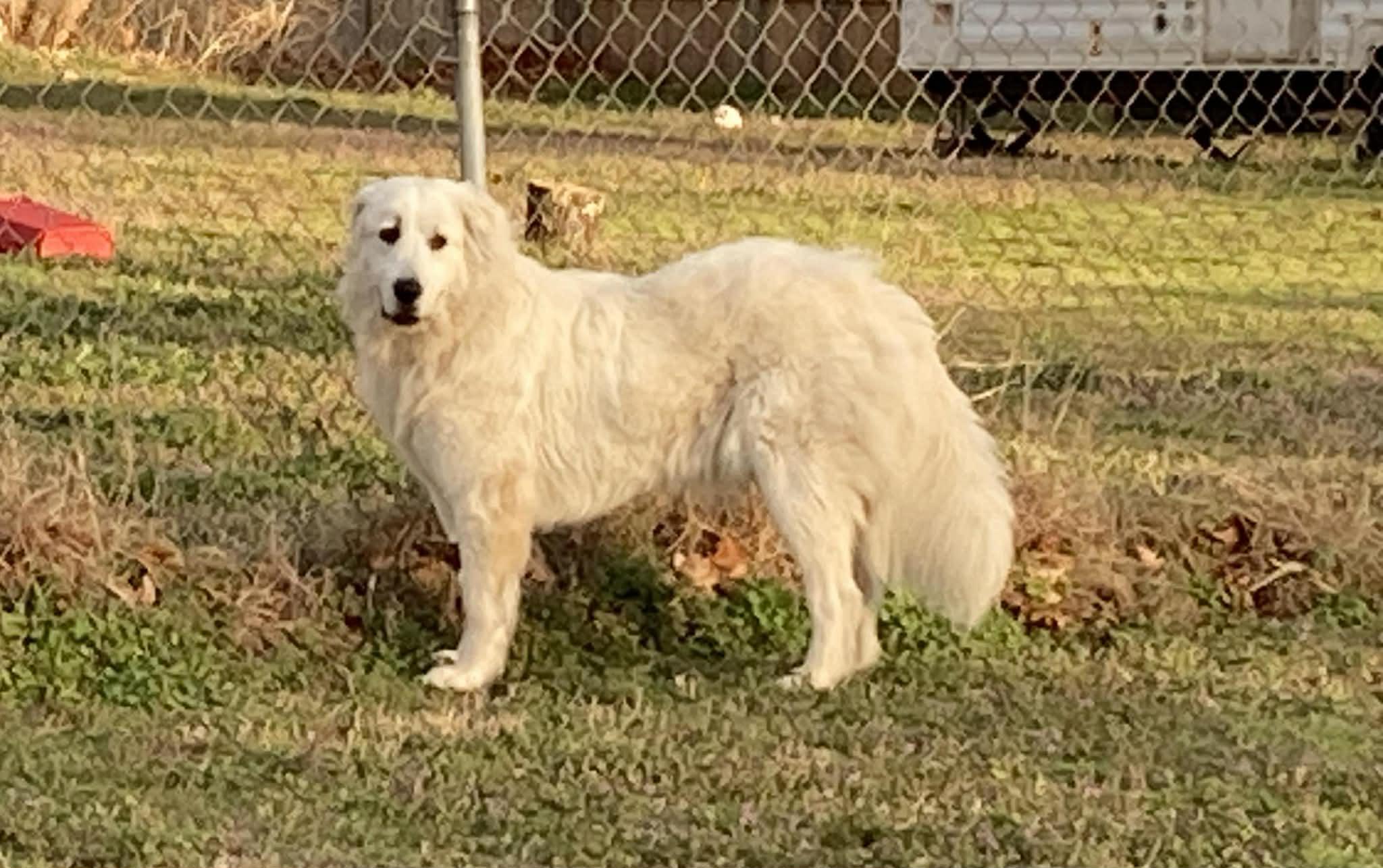 Enlarge Zadi , an adopted mixed breed in Kiowa, OK image 4/6