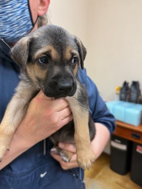 Meet Puppy Thorne — Needing a home for the holidays!