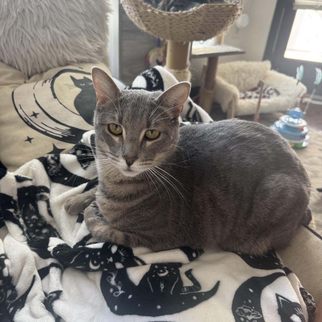 Enlarge Martini, a Adoptable Domestic Short Hair in Costa Mesa, CA image 1/5