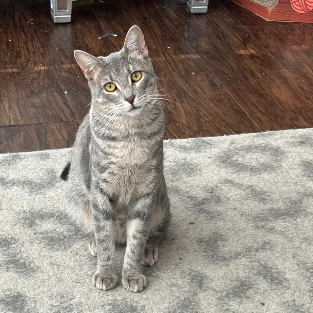 Enlarge Martini, a Adoptable Domestic Short Hair in Costa Mesa, CA image 3/5