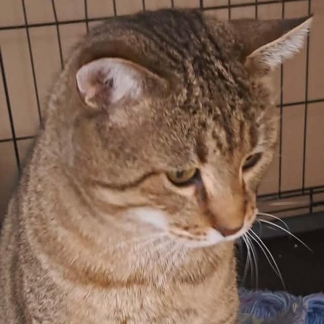 Enlarge Roo, an adopted American Shorthair in Traverse City, MI image 1/1