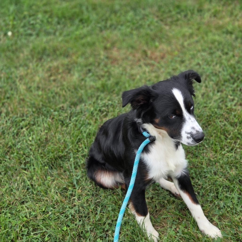 Barley, Adoptable, Young Male Australian Shepherd.