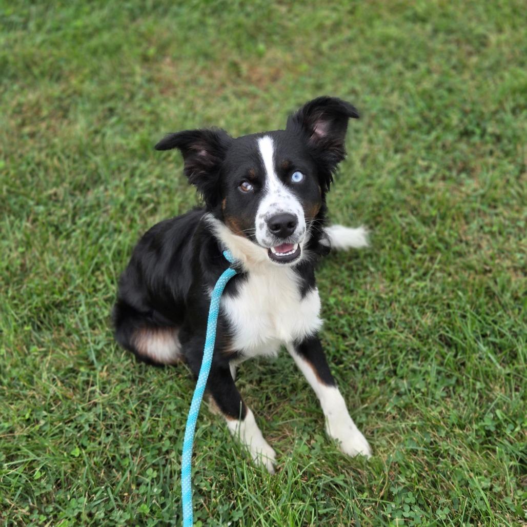 Enlarge Barley, a Adoptable Australian Shepherd in Breese, IL image 2/6