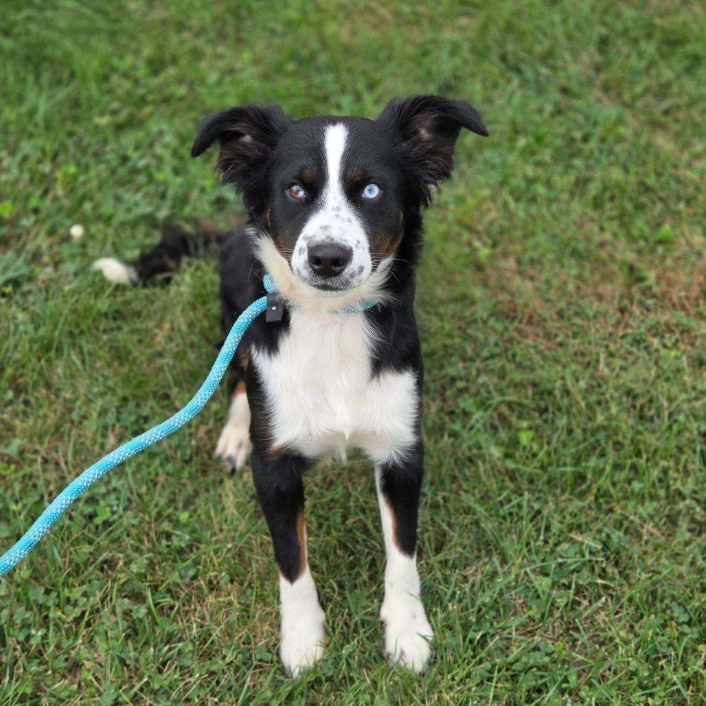 Enlarge Barley, a Adoptable Australian Shepherd in Breese, IL image 3/6