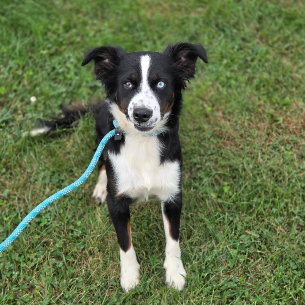 Enlarge Barley, a Adoptable Australian Shepherd in Breese, IL image 4/6