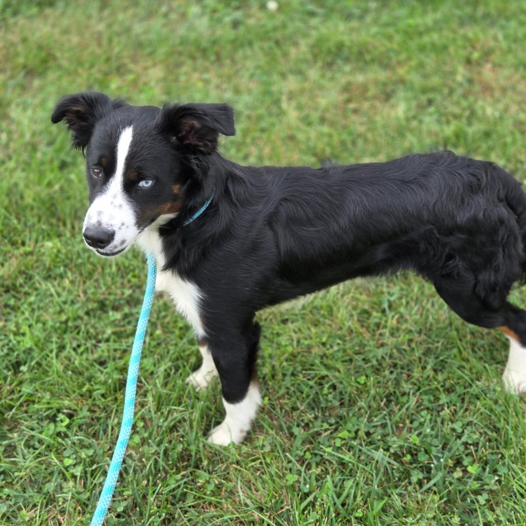 Enlarge Barley, a Adoptable Australian Shepherd in Breese, IL image 5/6