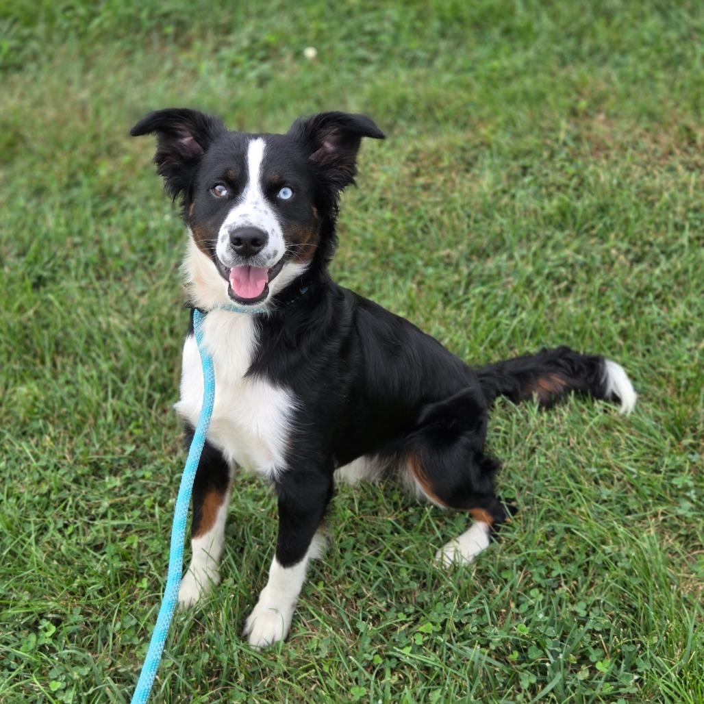 Enlarge Barley, a Adoptable Australian Shepherd in Breese, IL image 6/6