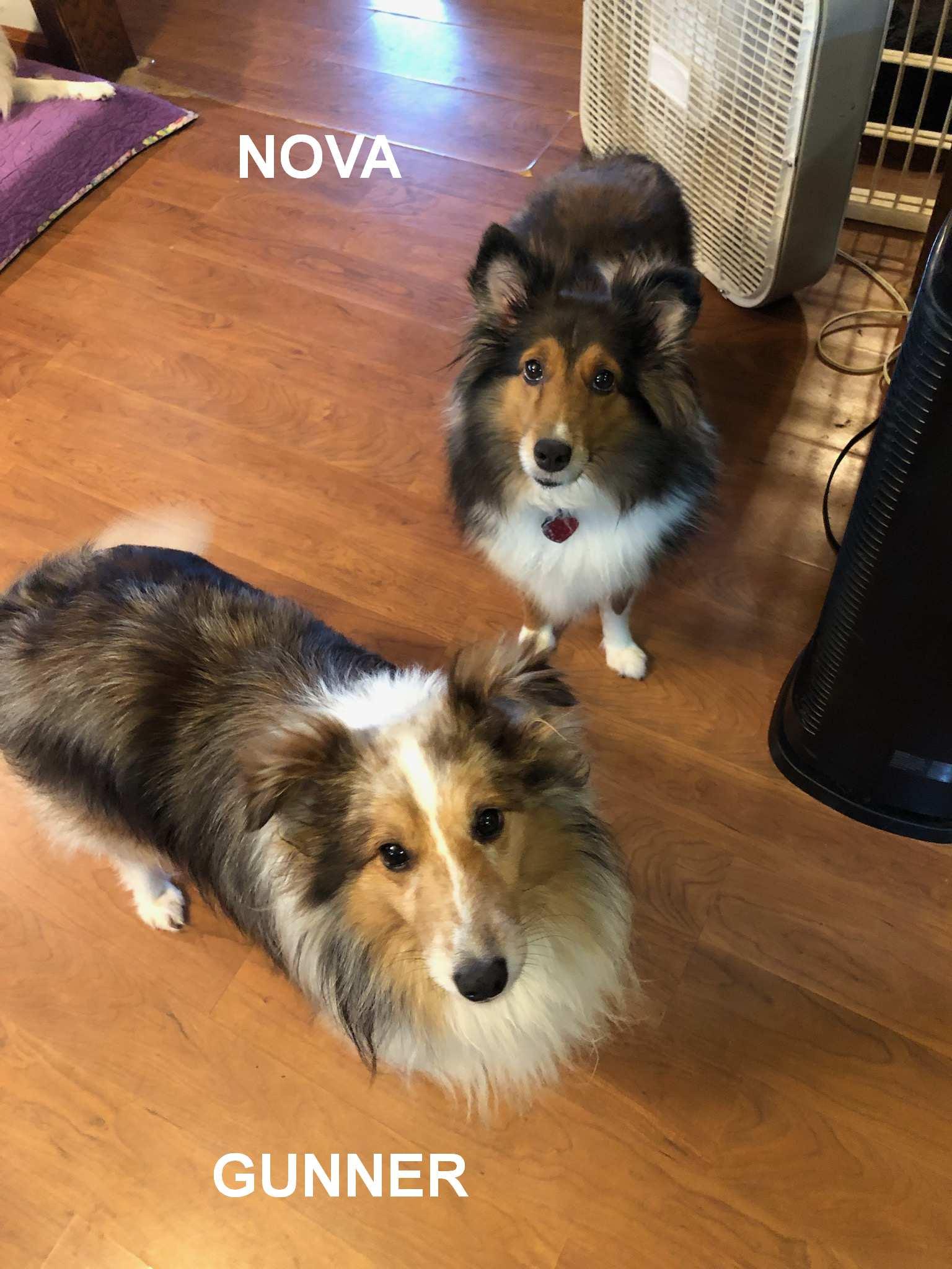 Gunner And Nova photo 1