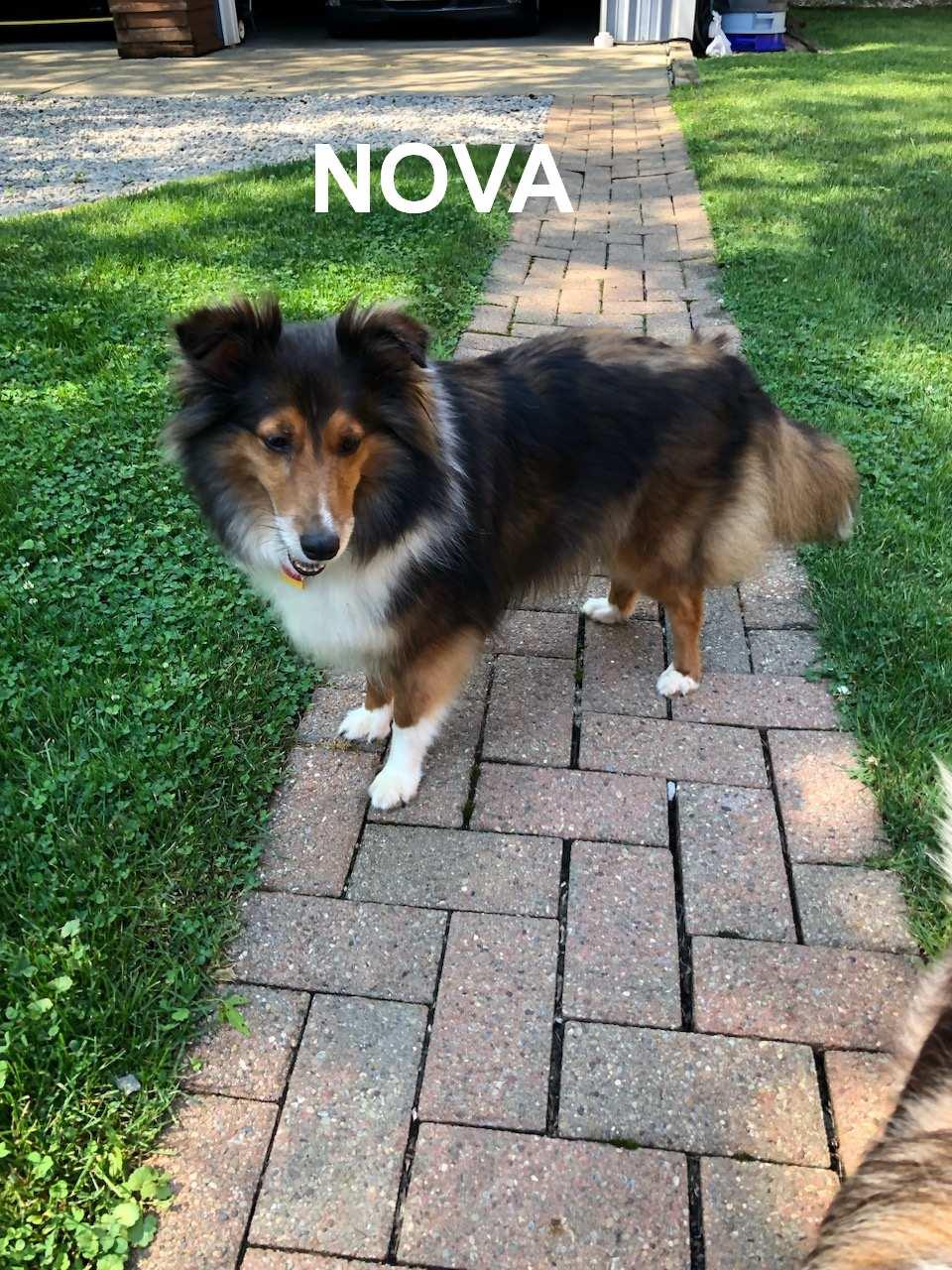 Gunner And Nova thumbnail 3