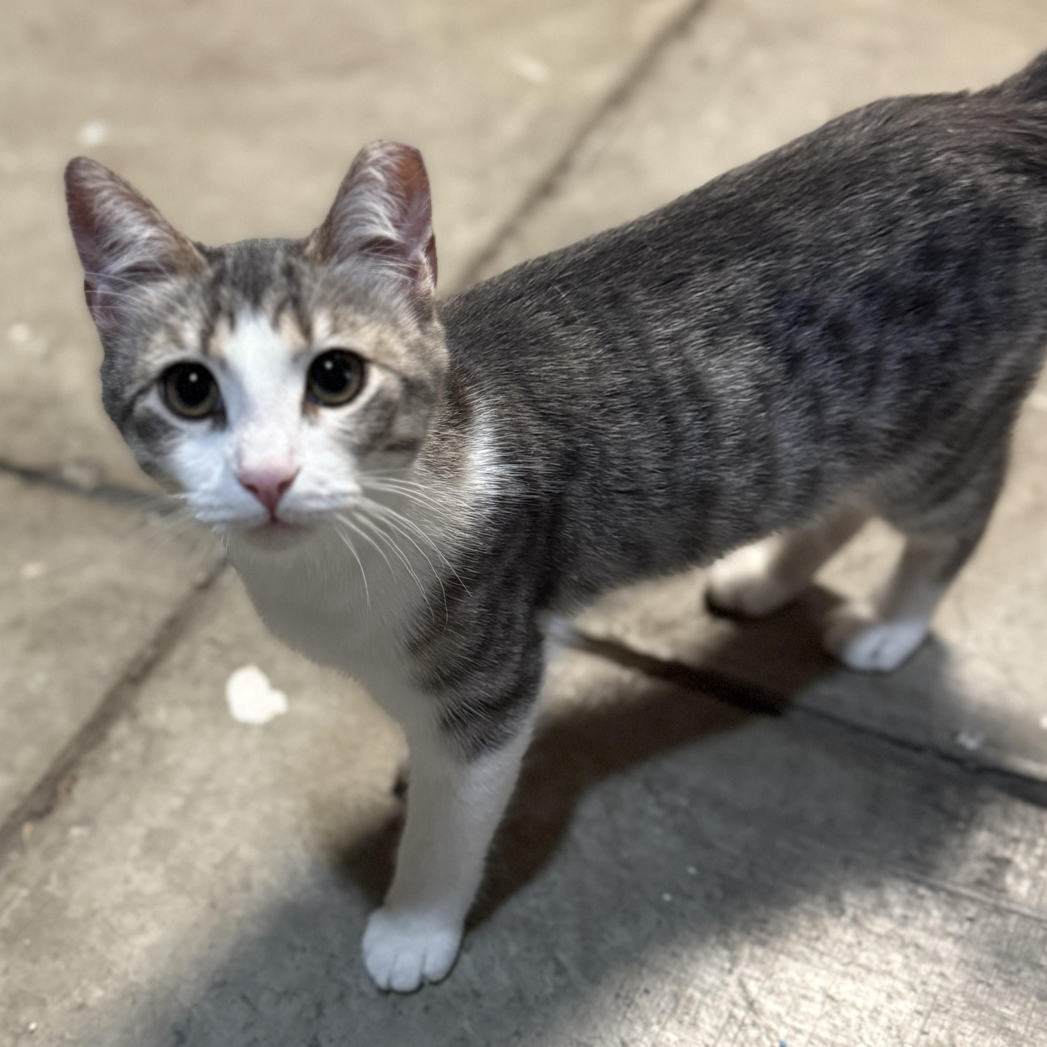 Olive, Adoptable, Young Female Domestic Short Hair.