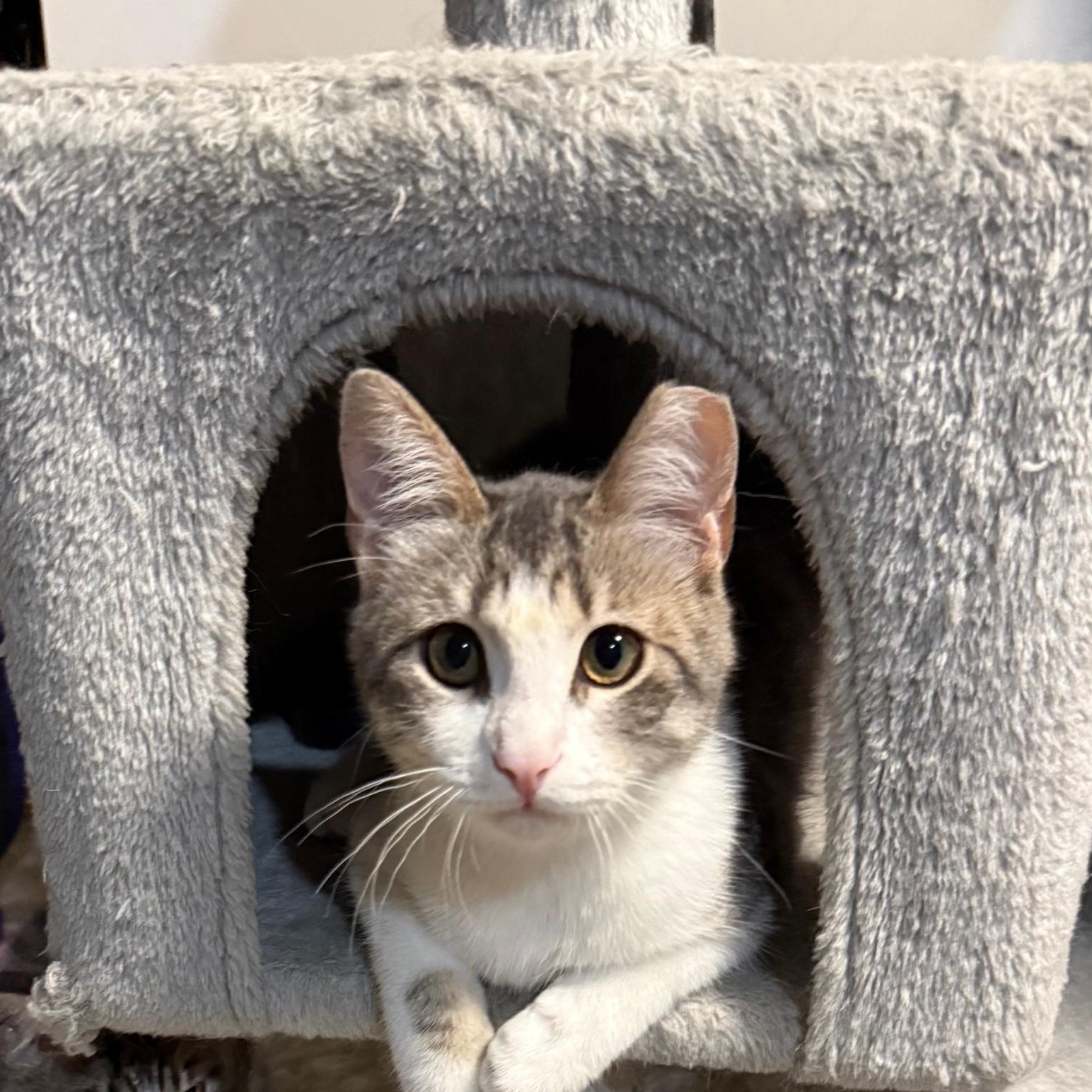 Enlarge Olive, a Adoptable Domestic Short Hair in Fremont, CA image 1/2