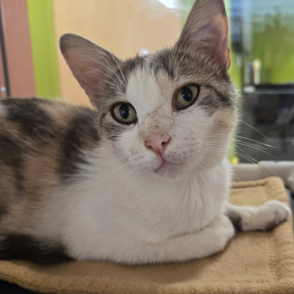 Cucumber, a Adoptable Domestic Short Hair in Saint Cloud, MN image 1/6