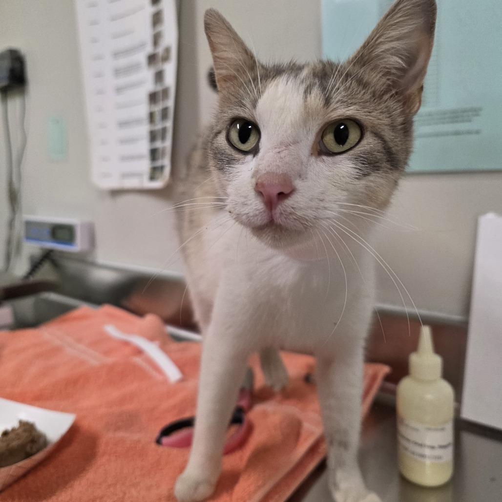 Cucumber, a Adoptable Domestic Short Hair in Saint Cloud, MN image 2/6