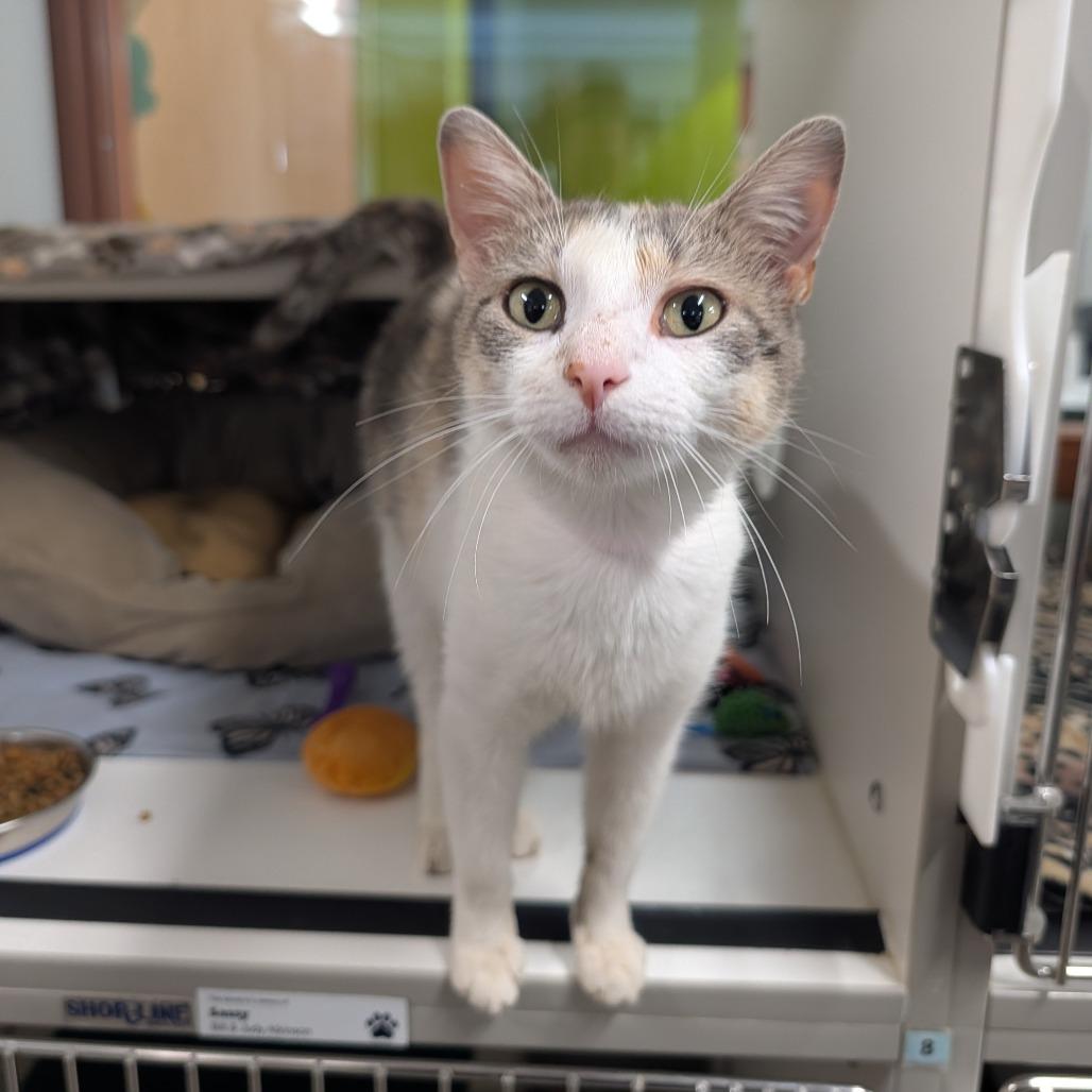 Cucumber, a Adoptable Domestic Short Hair in Saint Cloud, MN image 3/6