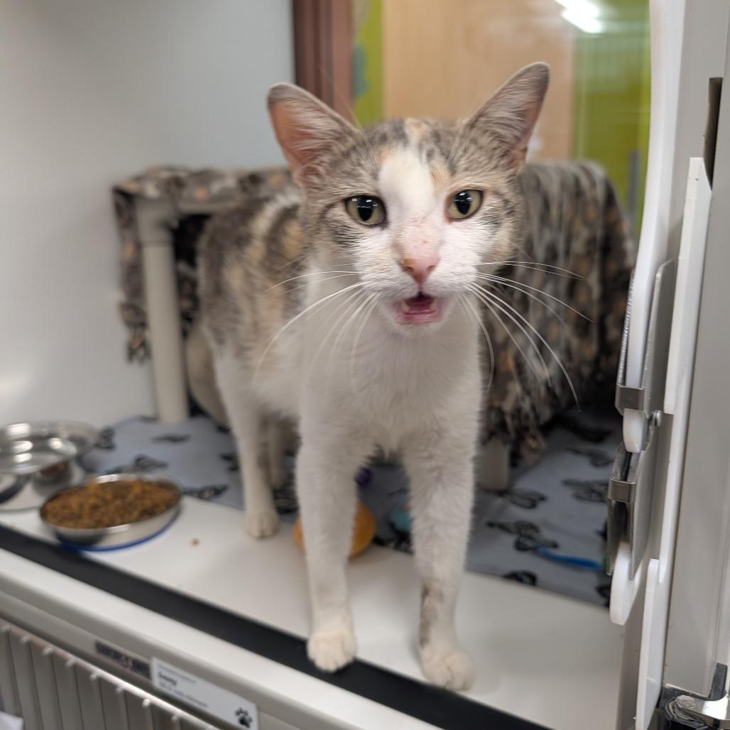 Cucumber, a Adoptable Domestic Short Hair in Saint Cloud, MN image 4/6