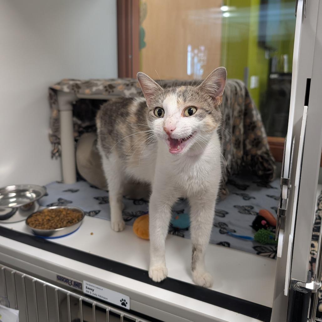 Cucumber, a Adoptable Domestic Short Hair in Saint Cloud, MN image 5/6