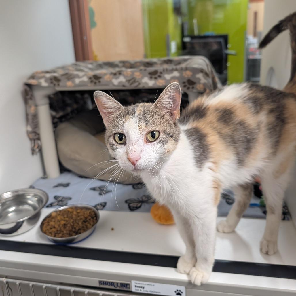 Cucumber, a Adoptable Domestic Short Hair in Saint Cloud, MN image 6/6