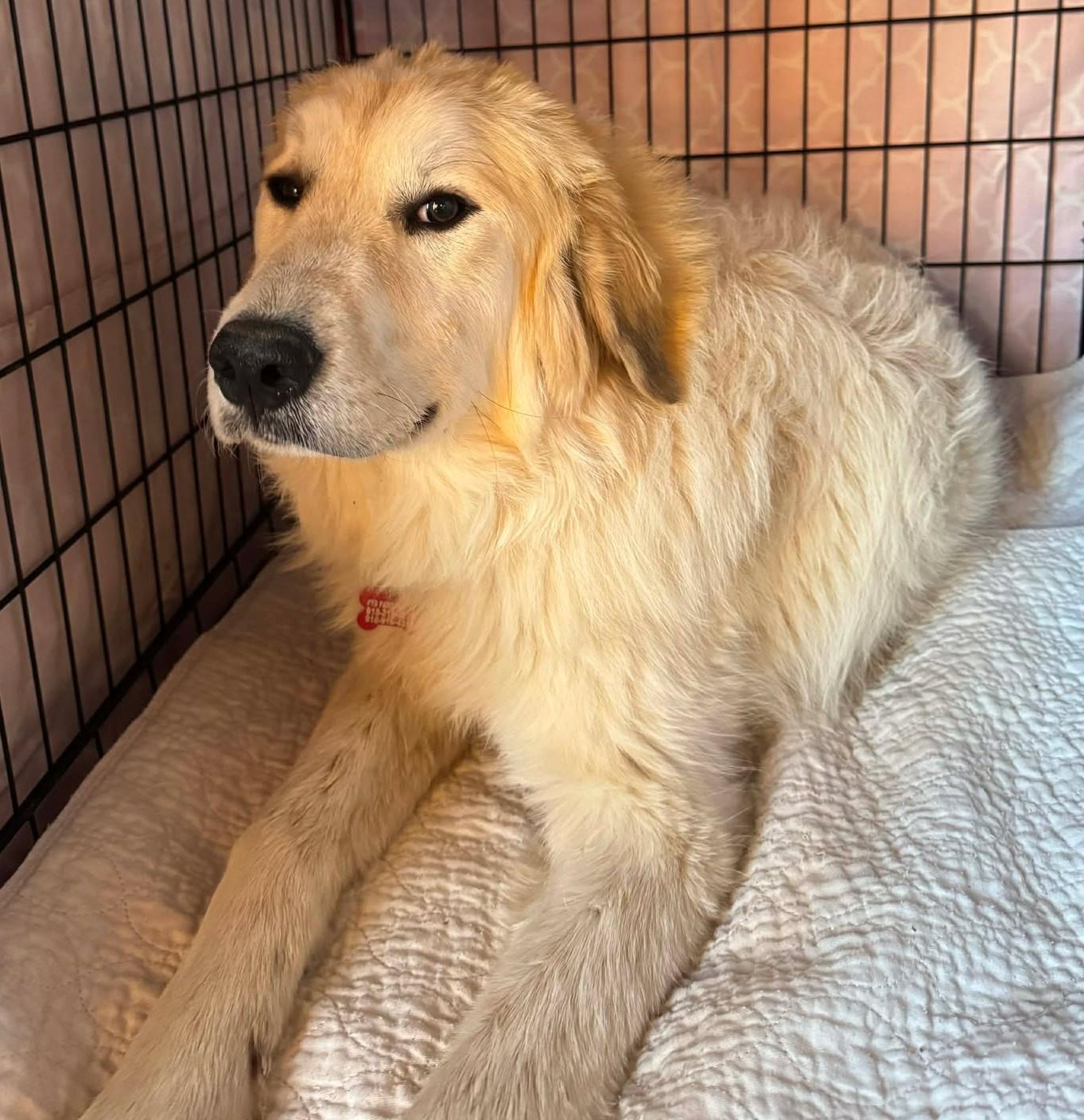 Enlarge John McClane, a ADOPTABLE mixed breed in Kiowa, OK image 5/5