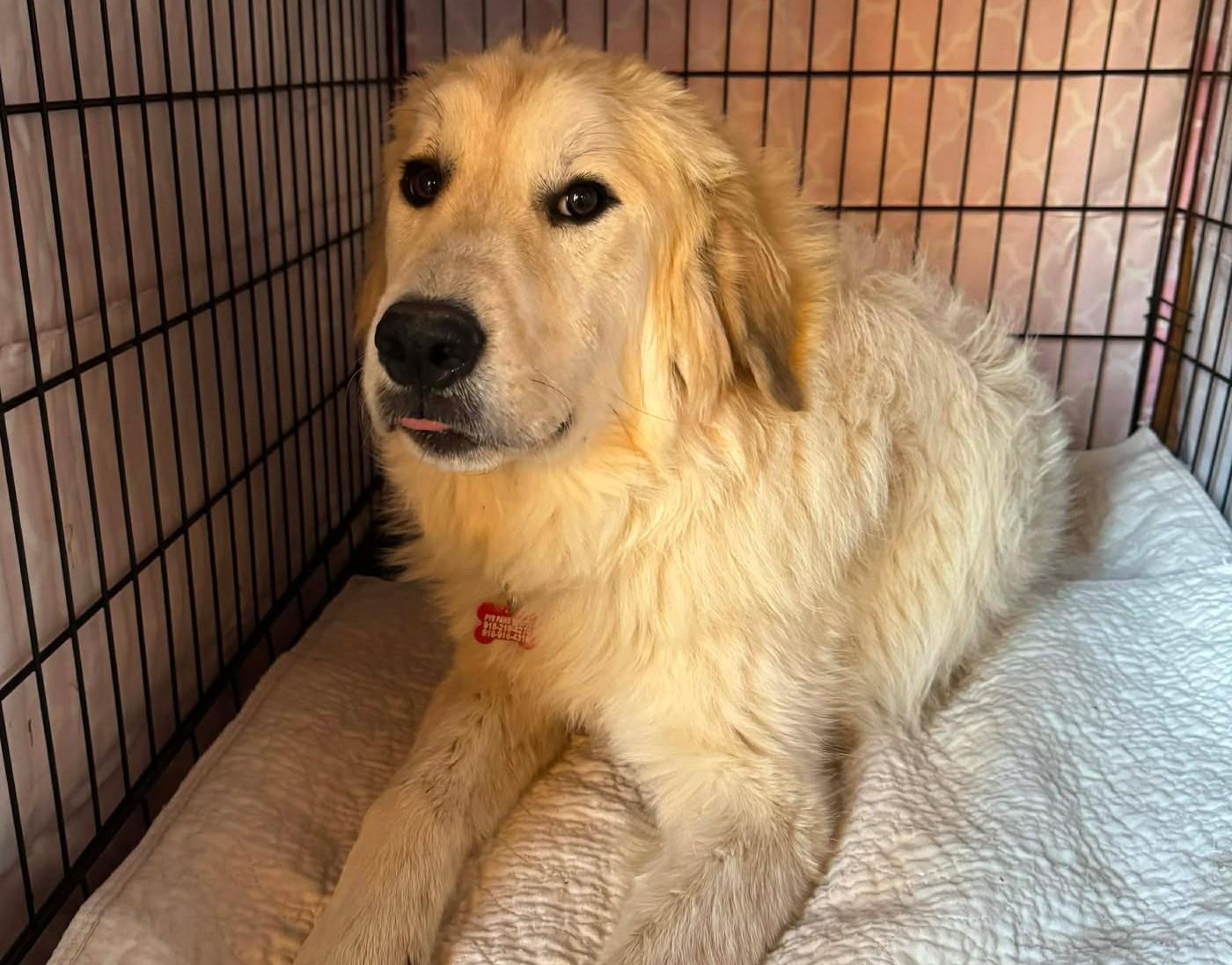 Enlarge John McClane, a ADOPTABLE mixed breed in Kiowa, OK image 2/5