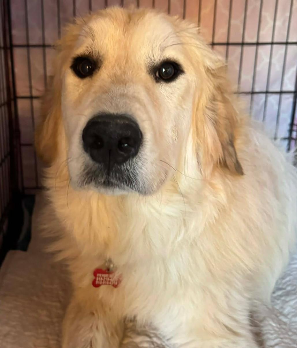 Enlarge John McClane, a ADOPTABLE mixed breed in Kiowa, OK image 1/5