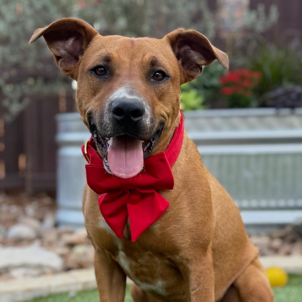 Toby, Adoptable, Young Male Basenji & Black Mouth Cur.
