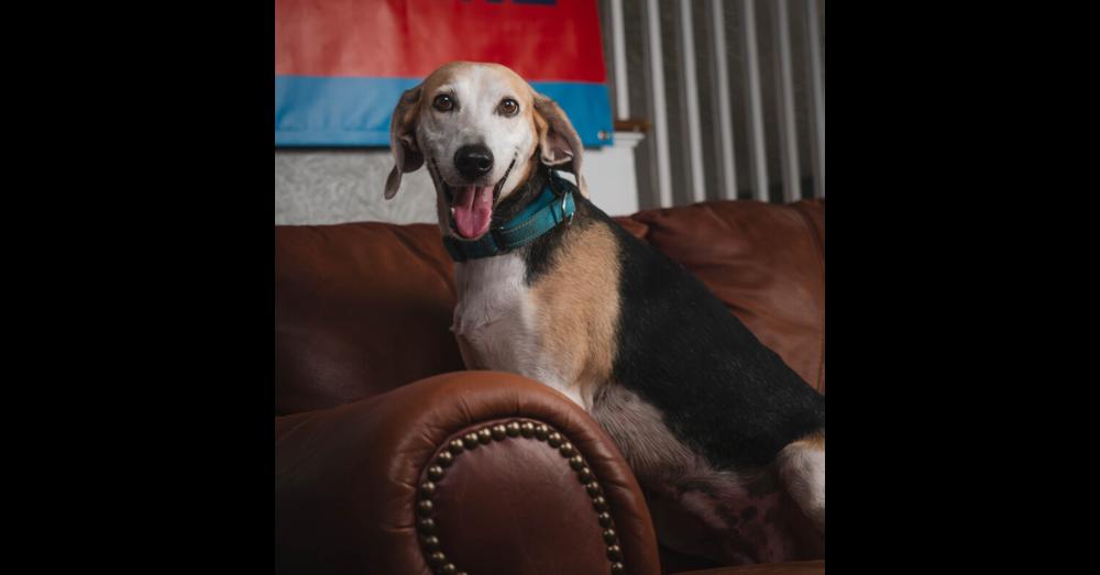 Charlotte - 26122, Adoptable, Young Female Foxhound.