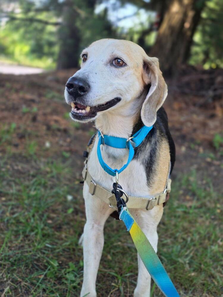 Charlotte - 26122, Adoptable, Young Female Foxhound.