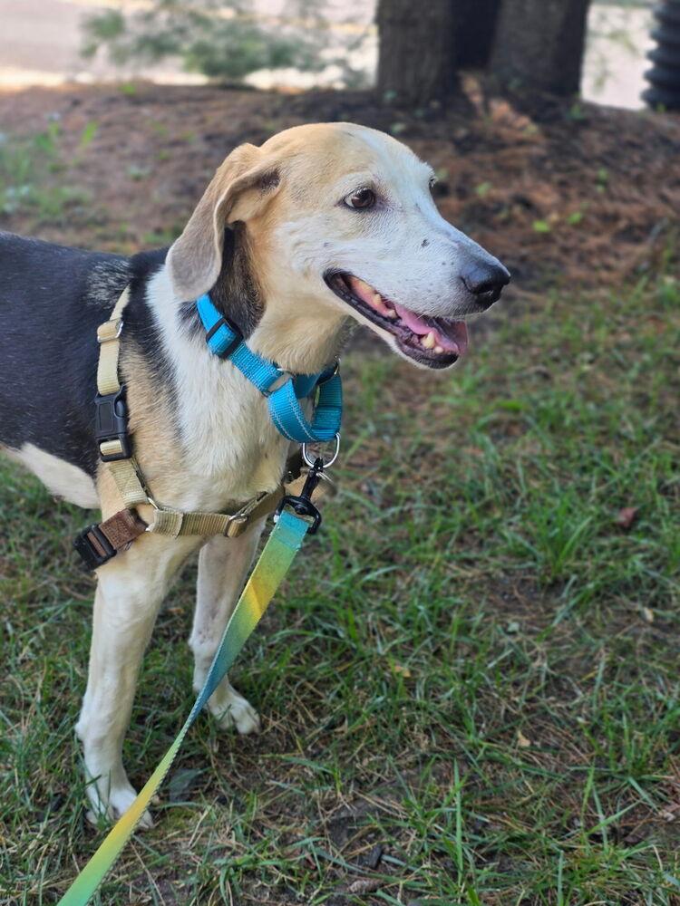Enlarge Charlotte - 26122, a Adoptable mixed breed in Armonk, NY image 2/4