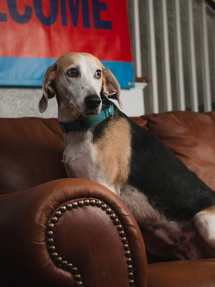 Enlarge Charlotte - 26122, a Adoptable mixed breed in Armonk, NY image 4/5