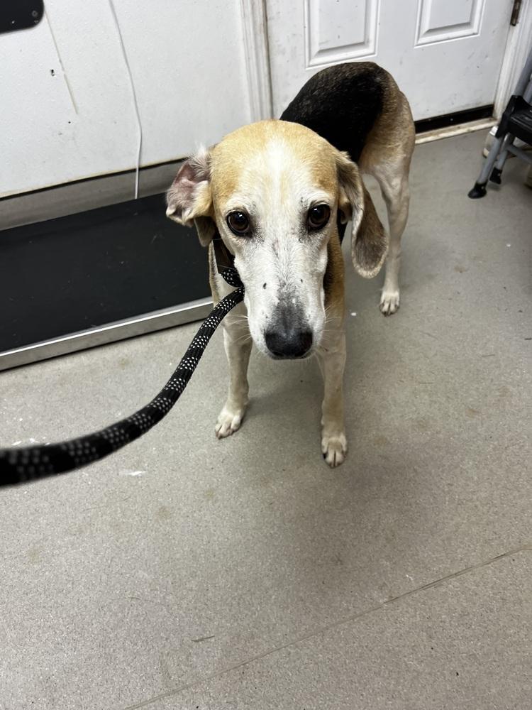 Enlarge Charlotte - 26122, a Adoptable mixed breed in Armonk, NY image 3/4