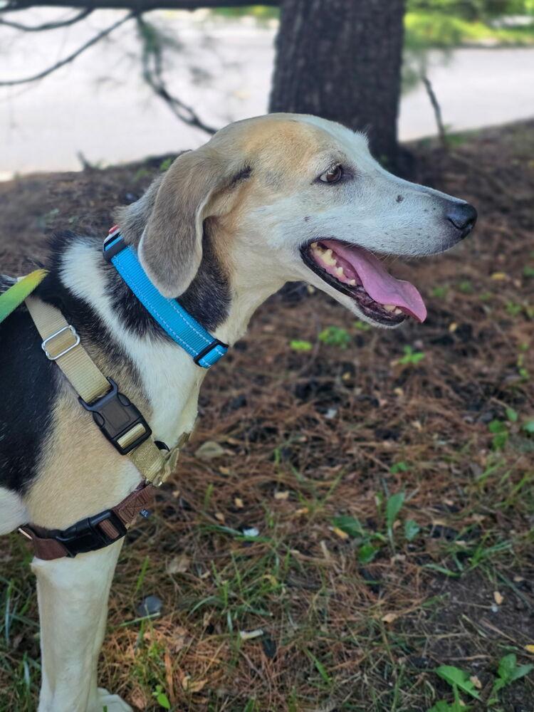 Enlarge Charlotte - 26122, a Adoptable mixed breed in Armonk, NY image 4/4