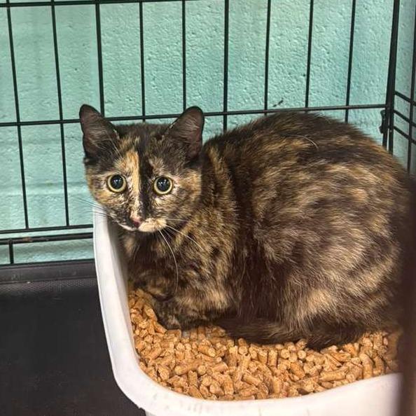 Hibiscus, Adoptable, Young Female Domestic Short Hair.