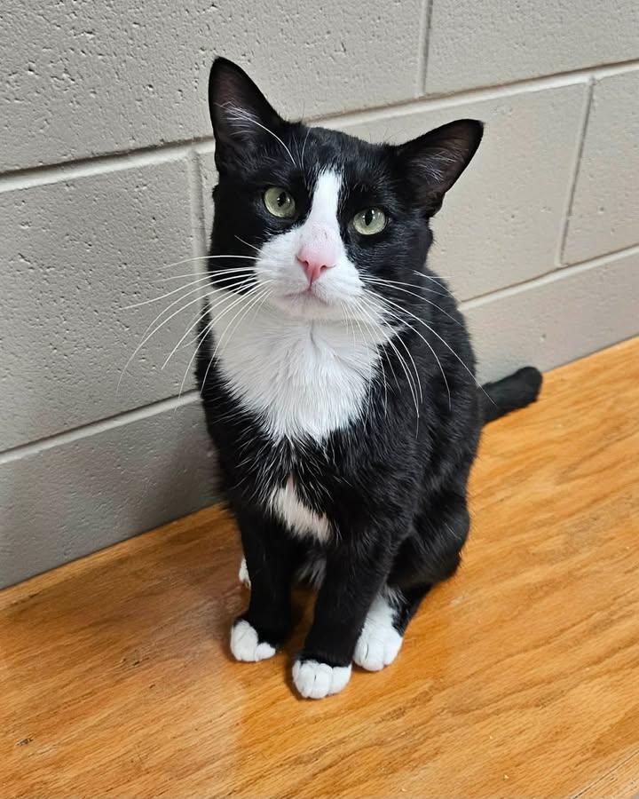 Starry , ADOPTABLE, Adult Male Domestic Short Hair.