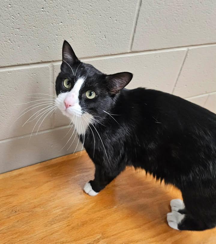 Starry , a ADOPTABLE Domestic Short Hair in Fayetteville, AR image 3/5