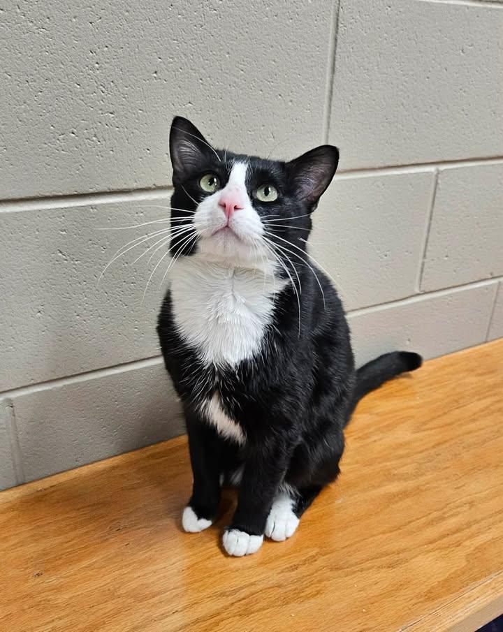 Starry , a ADOPTABLE Domestic Short Hair in Fayetteville, AR image 4/5