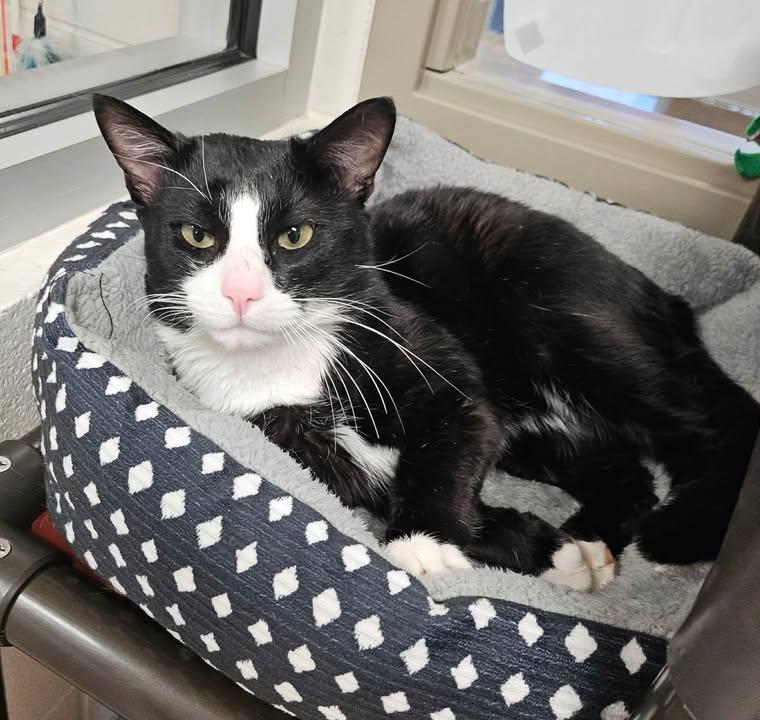 Starry , a ADOPTABLE Domestic Short Hair in Fayetteville, AR image 2/5